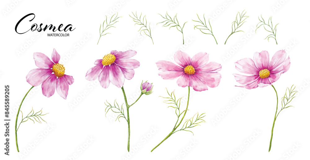 Fototapeta premium Set of cosmea flower and leaves watercolor