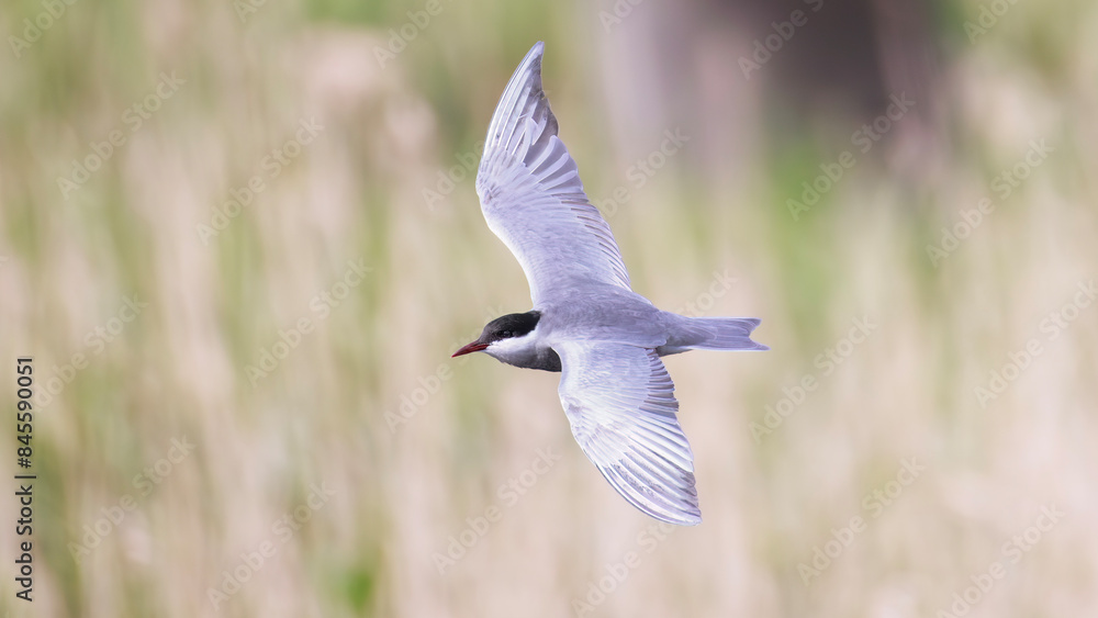 A whiskered tern in flight wings wide open A whiskered tern in flight wings wide open