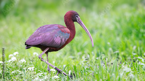 Obraz na płótnie A glossy ibis reflecting colorful plumage under sunlight