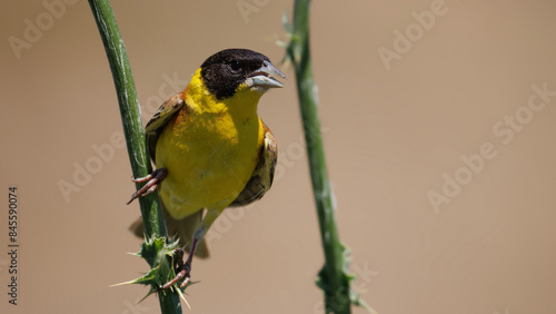 A close up of a male black headed bunting perched on a green branch photo