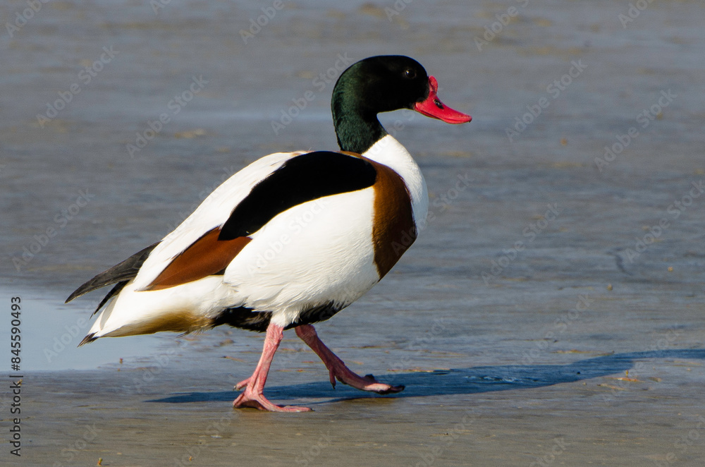 Tadorne de Belon,.Tadorna tadorna, Common Shelduck Tadorne de Belon,.Tadorna tadorna, Common Shelduck
