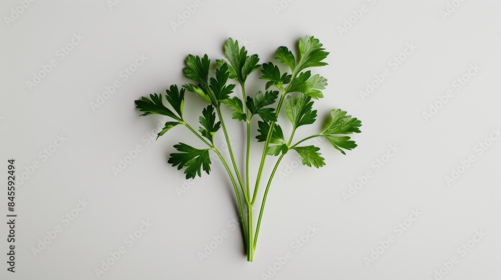 Fresh Green Parsley on a White Background, Generative AI Fresh Green Parsley on a White Background, Generative AI