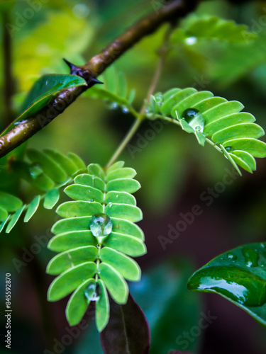 Tableau sur toile Shiny spherical water droplets, balances on the small fernlike leaves of an Acac