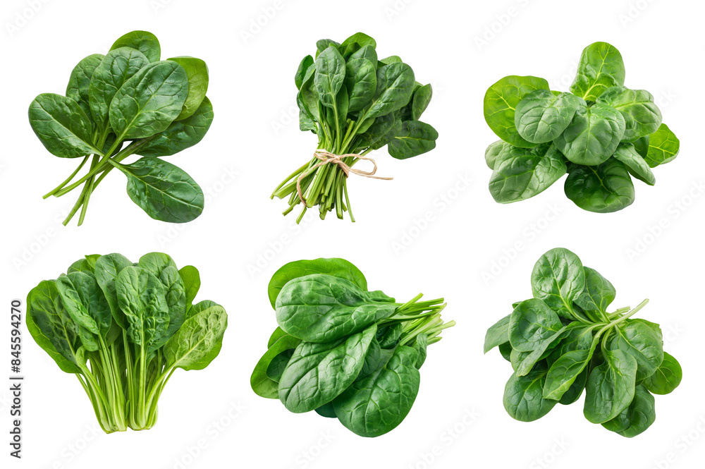 Spinach Collection Bundle Set Isolated on a Transparent Background Spinach Collection Bundle Set Isolated on a Transparent Background
