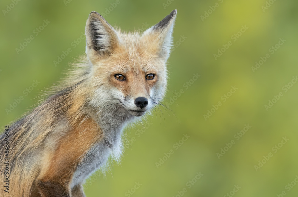 Portrait of a fox vixen Portrait of a fox vixen