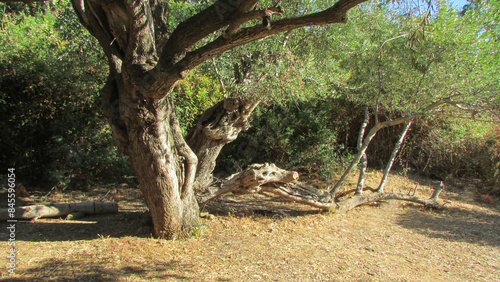 Algerian Forest