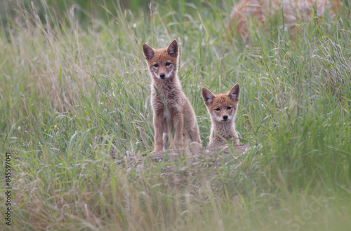 A pair of coyote pups look out from their den