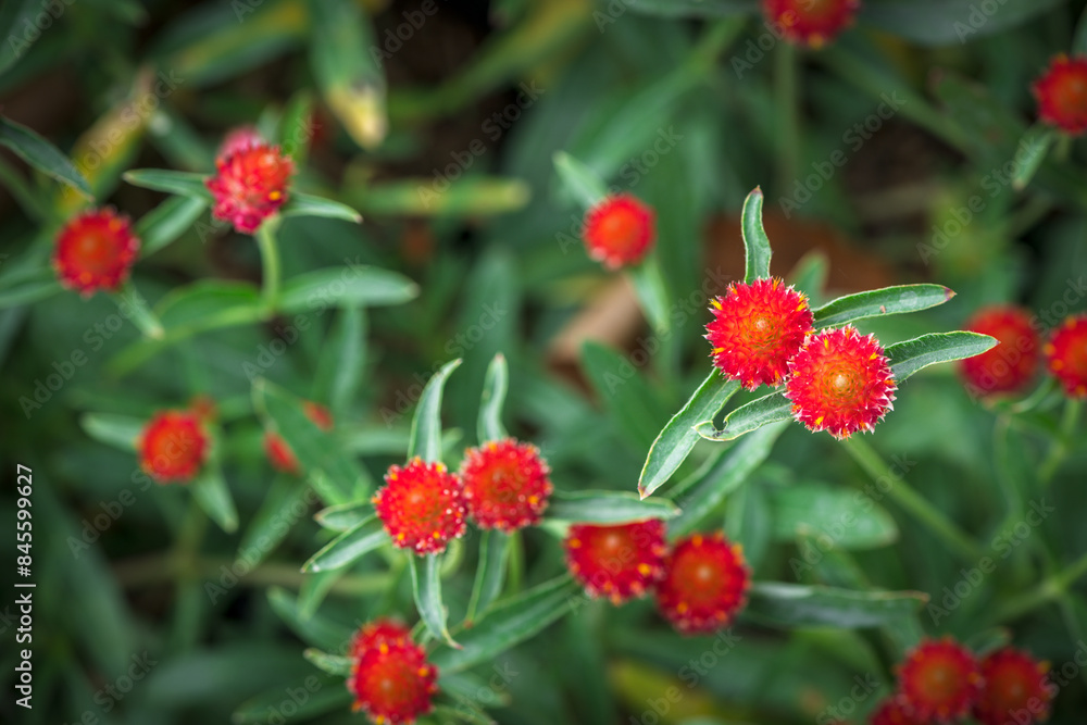 Globe Amaranth or Bachelor Button flower blooming in garden, flower background Globe Amaranth or Bachelor Button flower blooming in garden, flower background
