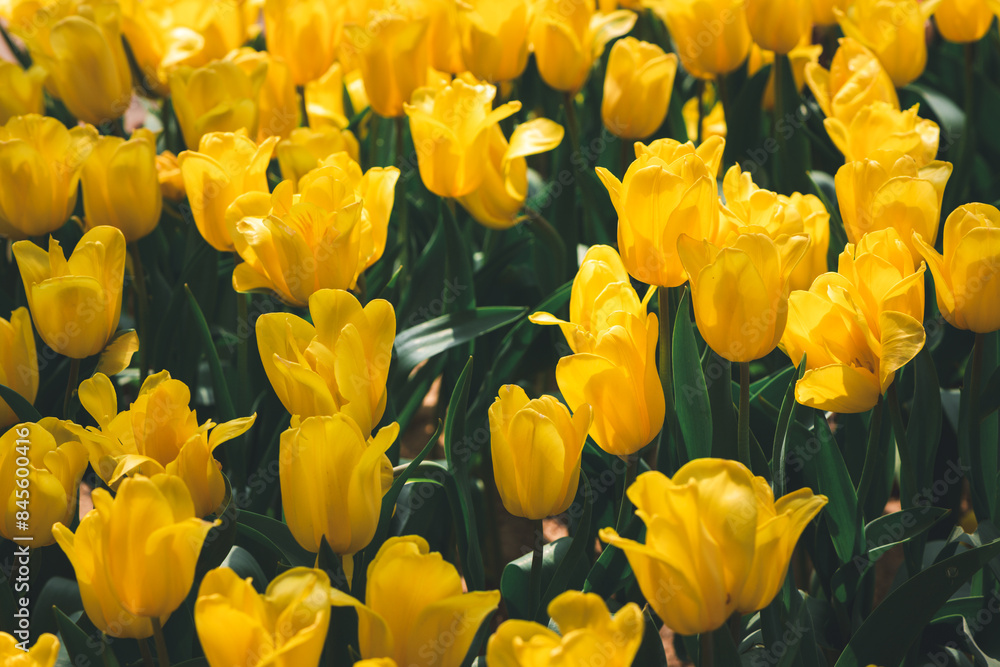 Beautiful Yellow Tulip flower blooming in garden, flower background Beautiful Yellow Tulip flower blooming in garden, flower background