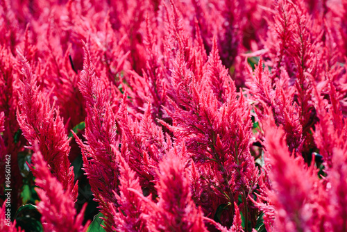 Cuadro en lienzo celosia plumosa or Pampas Plume Celosia flowers blooming in the garden