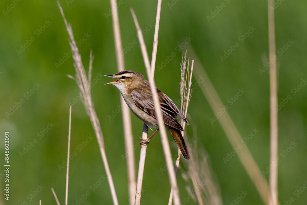 Fototapeta premium Sedge warbler singing in the reeds