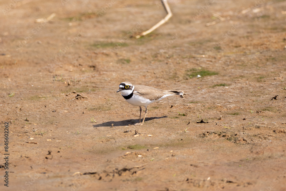 Little ringed plover on the beach Little ringed plover on the beach