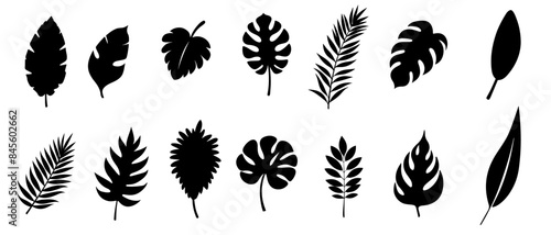 collection of black silhouettes of tropical leaves isolated on a white background