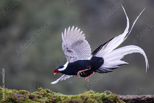Silver pheasant on the ground