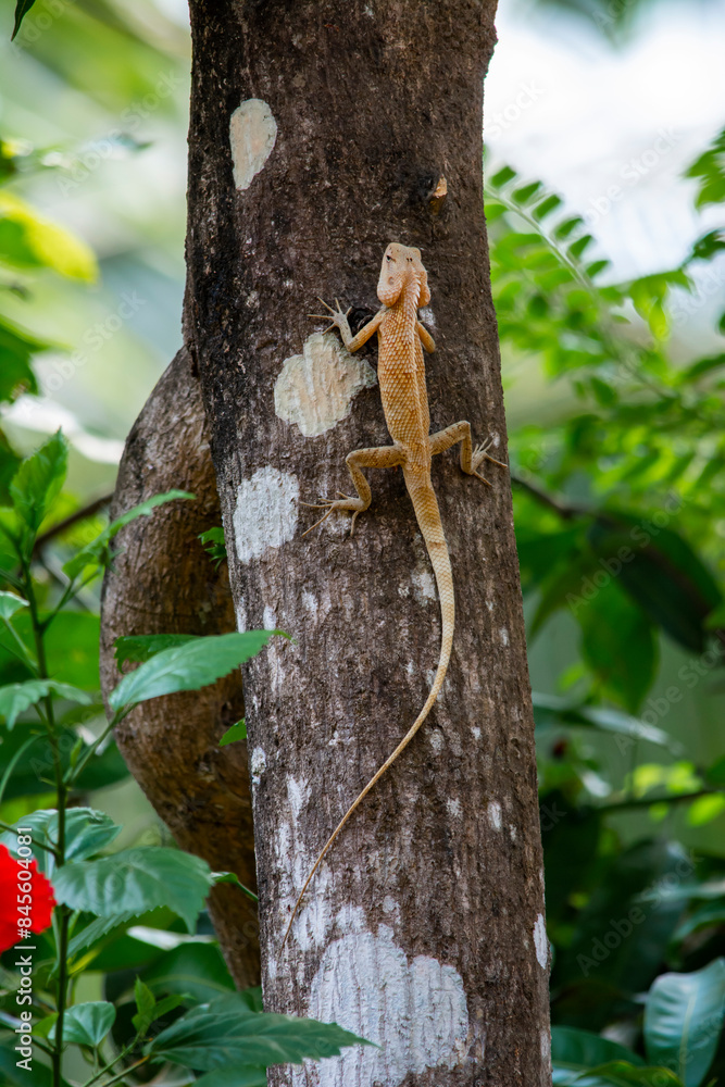 Fototapeta premium Chameleon