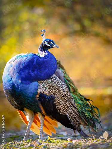 Close-up portrait of a male peacock blue in shine light photo