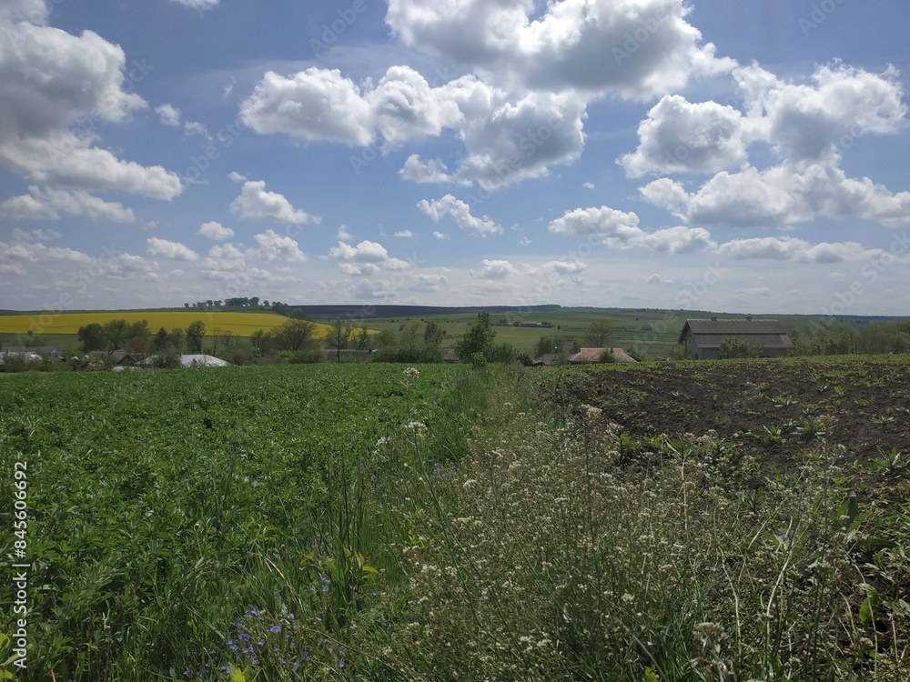 Fototapeta premium Ukraine. rural landscape. Nature, sky and field