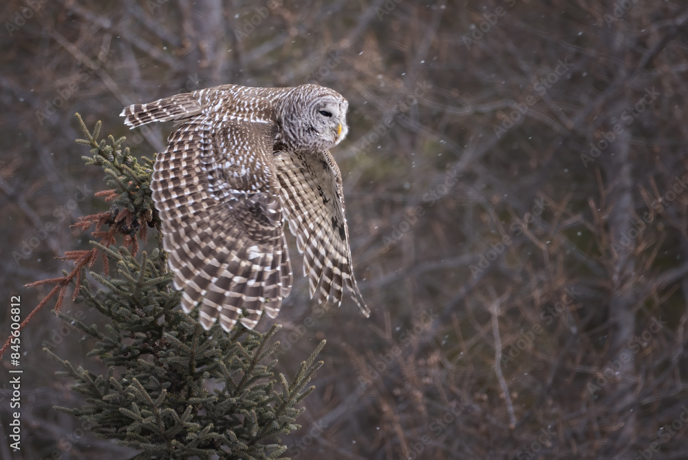 Obraz premium A barred owl flying its wings down