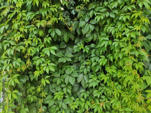 Wallpaper Mural photo texture of green leaf background Torontodigital.ca