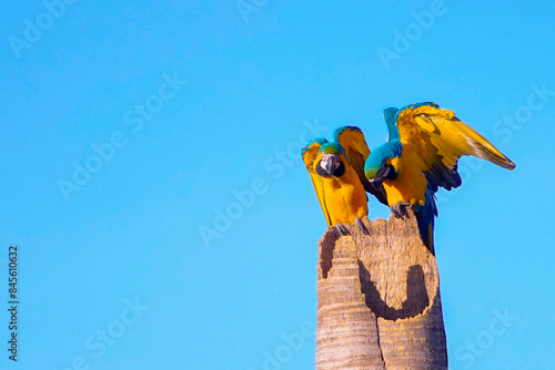 Couple of Macaw-Canindé on the trunk of the coconut tree. It is one of the emblematic species of the Brazilian cerrado and important for many indigenous communities. photo