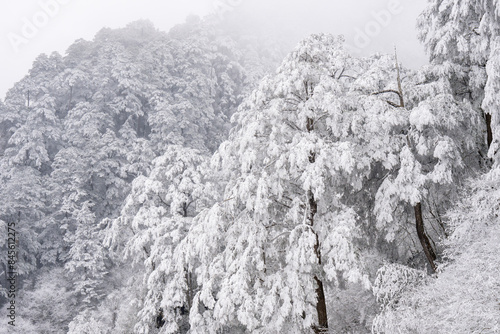 Frosty mountain pine forest landscapes
