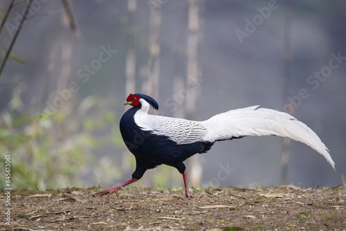 Silver pheasant on the ground