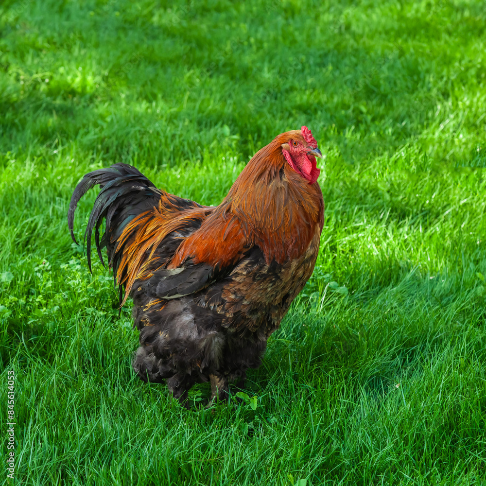 Fototapeta premium Colorful rooster standing on a grass