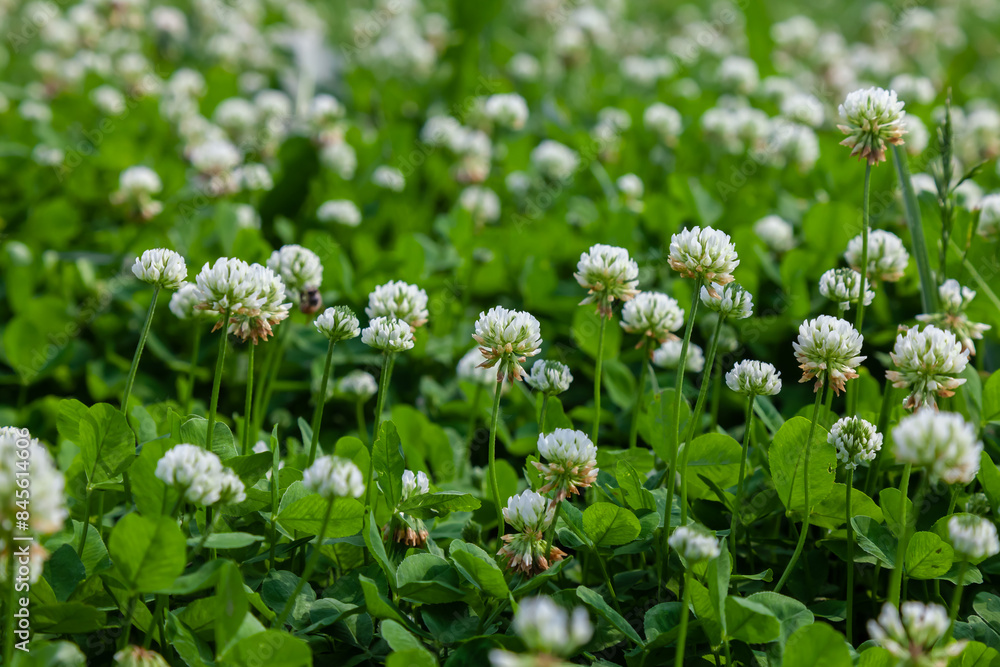 The flowers and leaves of clover white or creeping (Trifolium repens). There are valuable animal feed, good honey plant, used in landscape design The flowers and leaves of clover white or creeping (Trifolium repens). There are valuable animal feed, good honey plant, used in landscape design