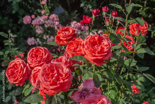 red orange roses in the garden © kvdkz