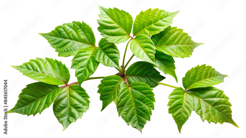 Leaves Poison Ivy Plant isolated on transparent background Leaves Poison Ivy Plant isolated on transparent background