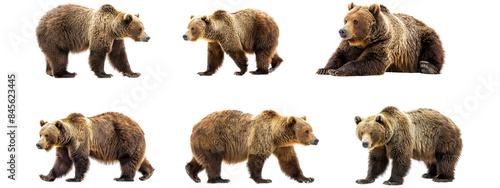 A bear isolated on white transparent background, PNG File. Perfect for clipart