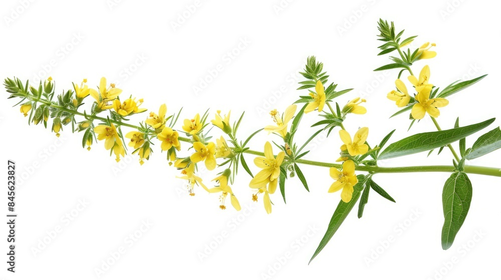 Naklejka premium Agrimony isolated against a white backdrop
