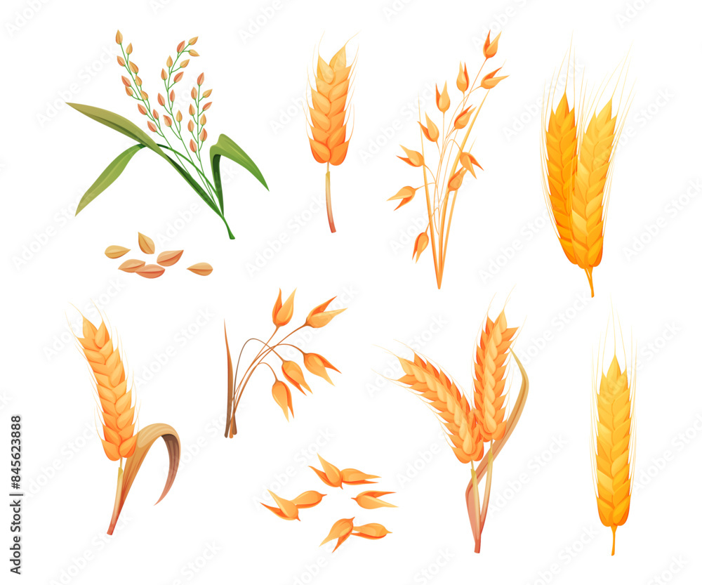 Ripe spikelets of oats or wheat crops. Vector isolated wheat ears from field. Growing and harvesting process, agriculture and husbandry. set of grains and leaves from farm, organic ingredient Ripe spikelets of oats or wheat crops. Vector isolated wheat ears from field. Growing and harvesting process, agriculture and husbandry. set of grains and leaves from farm, organic ingredient