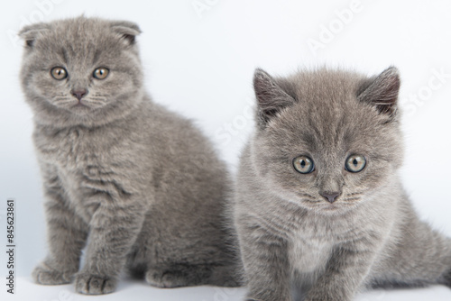 Cute grey British Shorthair cat kitten on a white background. © Liza