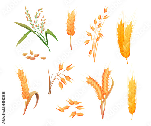Ripe spikelets of oats or wheat crops. Vector isolated wheat ears from field. Growing and harvesting process, agriculture and husbandry. set of grains and leaves from farm, organic ingredient