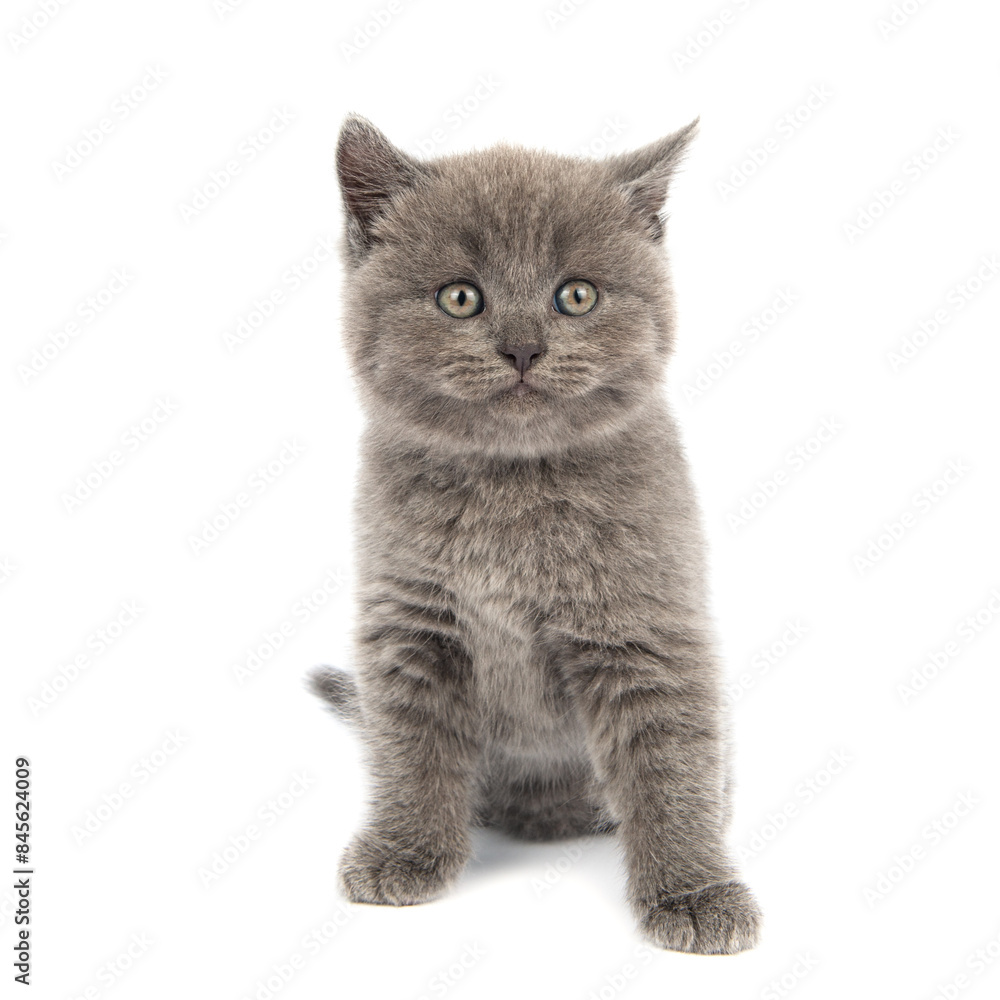 Cute grey British Shorthair cat kitten on a white background. Cute grey British Shorthair cat kitten on a white background.