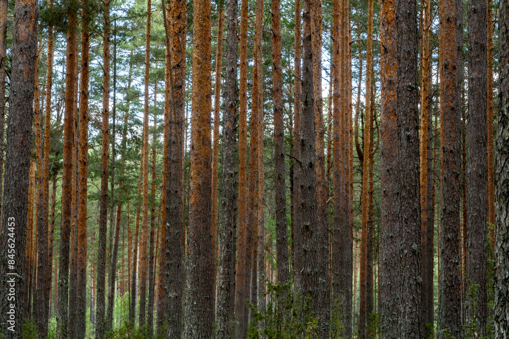 Varska, Estonia A forest landscape in Eastern Estonia. Varska, Estonia A forest landscape in Eastern Estonia.