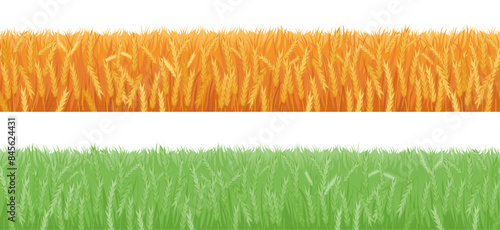 Field with growing and ripe wheat spikelets ready for harvesting. Vector isolated set of agricultural meadow, summer and autumn seasonal farmland crops. Oats or barley plant, ecological farming