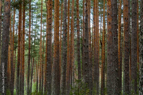 Varska, Estonia A forest landscape in Eastern Estonia. photo