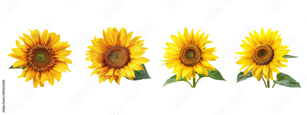 A sunflower isolated on white transparent background, PNG File. Perfect for clipart A sunflower isolated on white transparent background, PNG File. Perfect for clipart
