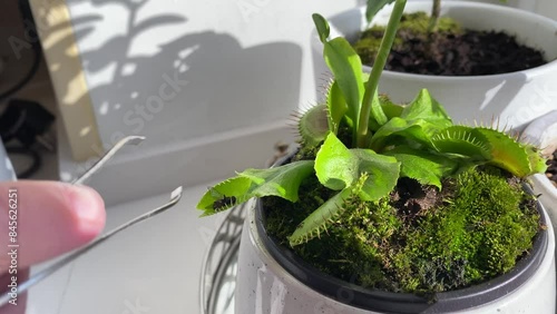 A Venus Flytraps plant gets a fly and eats it photo