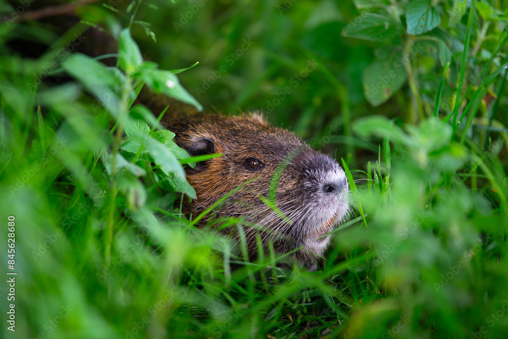 Nutria, coypu herbivorous, semiaquatic rodent member of the family Myocastoridae on the meadow, baby animals, habintant wetlands, river rat Nutria, coypu herbivorous, semiaquatic rodent member of the family Myocastoridae on the meadow, baby animals, habintant wetlands, river rat