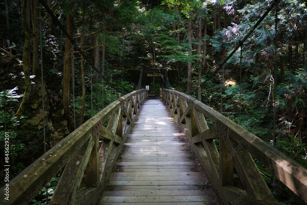 Fototapeta premium 新緑の山へと続いていく古い木製のつり橋