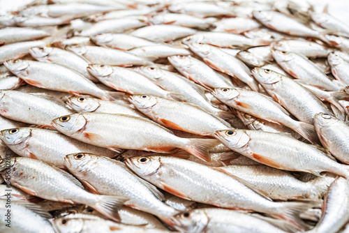 Fresh Silver Fish Close Up photo