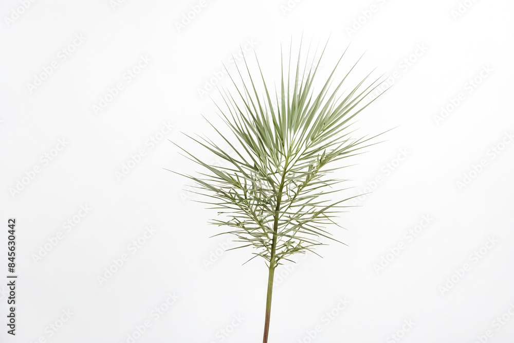 Fototapeta premium Green Palm Leaf On White Background