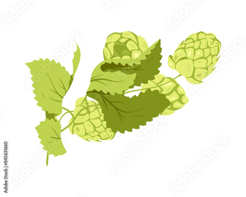 Growing green hop plant. Botanical hop for beer production cartoon vector illustration