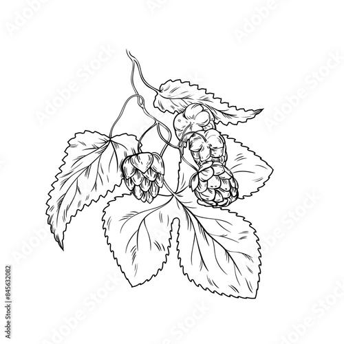 Hand drawn hop plant. Beer production plant, growing botanical hop outline vector illustration