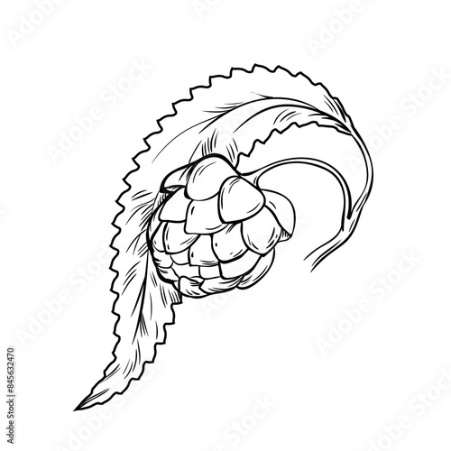 Hand drawn growing hop plant. Botanical hop for beer production outline vector illustration