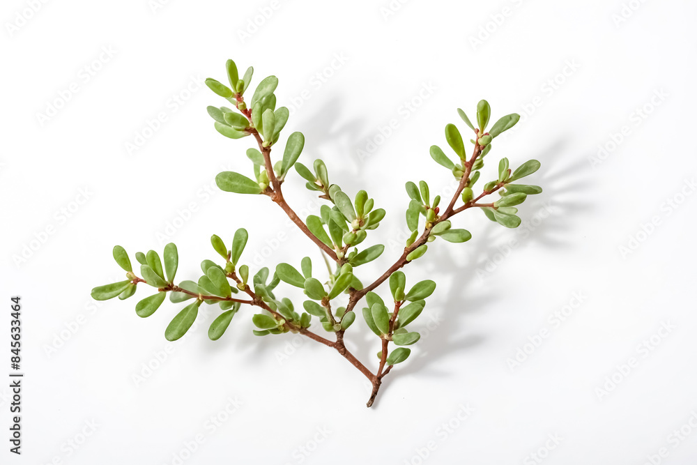 Green Branch With Leaves on White Background