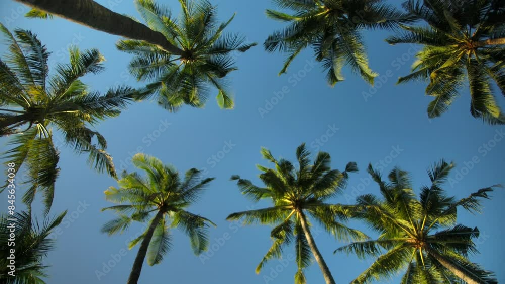 Tropical palm trees against clear blue sky and sunlight create serene atmosphere Tropical palm trees against clear blue sky and sunlight create serene atmosphere
